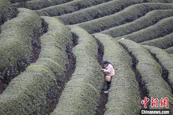图为茶农在贵州凤冈何坝镇境内的茶园采摘春茶。　瞿宏伦 摄