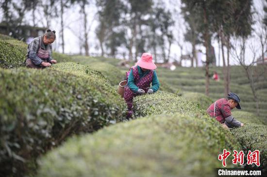 图为茶农在贵州凤冈何坝镇境内的茶园采摘春茶。　瞿宏伦 摄