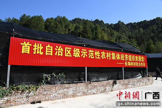 长垌村村民合作社被评为首批自治区级示范性农村集体经济组织。长垌乡供图
