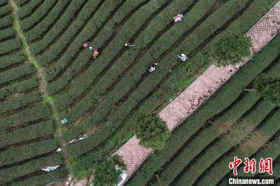 图为航拍茶农在贵州凤冈何坝镇境内茶园采摘春茶。　瞿宏伦　摄