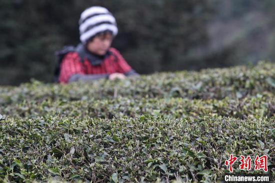 图为贵州凤冈何坝镇境内茶园待采摘的春茶。　瞿宏伦 摄