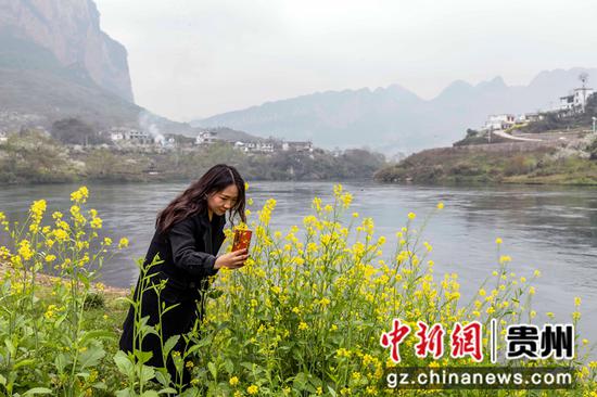2021年3月4日，游客在贵州省毕节市黔西县大关镇丘林村江边赏花。