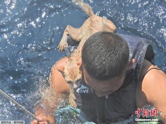 当地时间3月2日，安达曼海，一名泰国海军士兵游向倾覆的船只，营救被困在船上的几只猫咪。营救行动顺利完成，猫咪们趴在士兵的肩膀上获救。