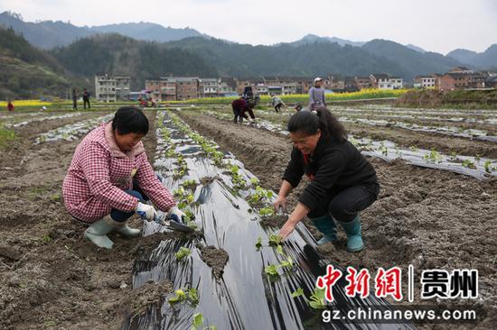 3月3日，村民在贵州省剑河县南明大坝栽种绿南瓜苗    杨元红 摄