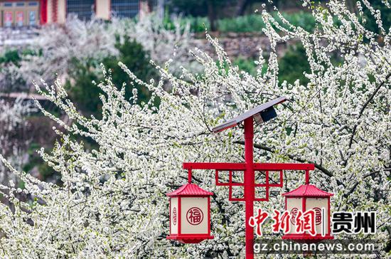 2021年3月4日，贵州省毕节市黔西县大关镇丘林村盛开的李花。