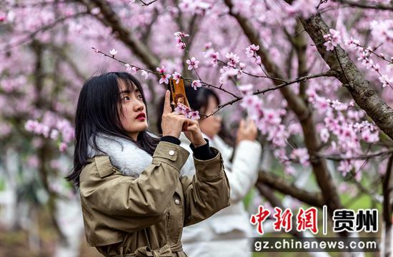 2021年3月4日，游客在贵州省毕节市黔西县大关镇丘林村桃林赏花。