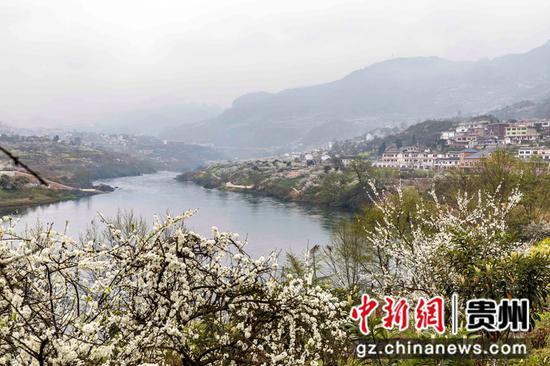 2021年3月4日，贵州省毕节市黔西县大关镇丘林村江边花开。
