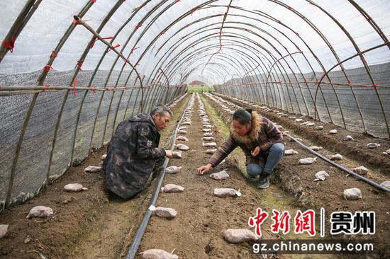 3月3日，村民在贵州省剑河县南明大坝查看羊肚菌的生产情况   杨元红 摄
