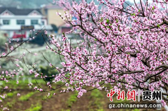 2021年3月4日，贵州省毕节市黔西县大关镇丘林村盛开的桃花。
