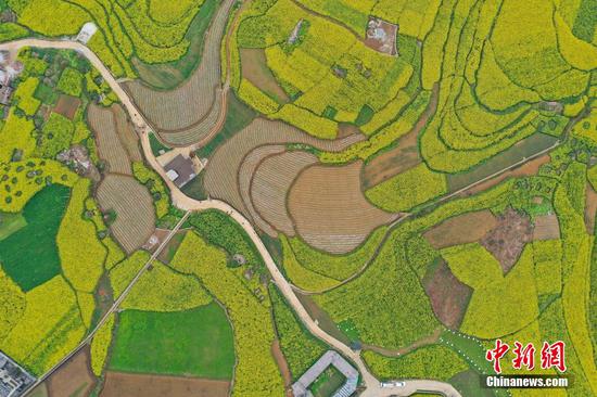 图为航拍贵州六枝万亩油菜花田。 瞿宏伦 摄