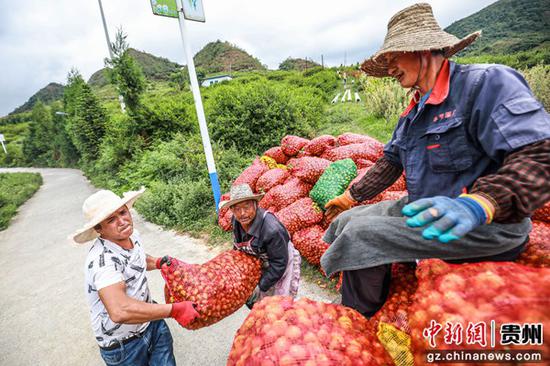 村民在贵州省毕节市七星关区八寨镇茅栗坪社区将采摘好的刺梨鲜果搬运装车。