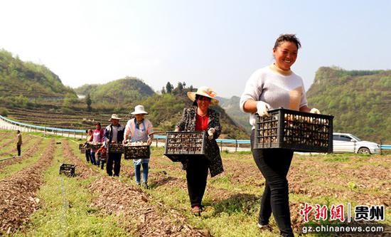 贵州省毕节市七星关区对坡镇大球盖菇喜获丰收。