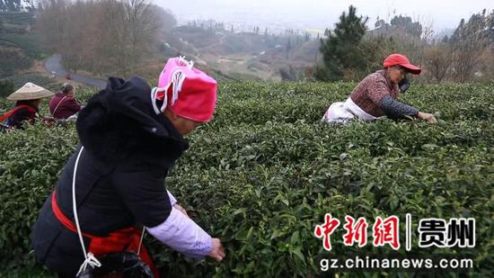 村民正在采茶  李荣琴 摄