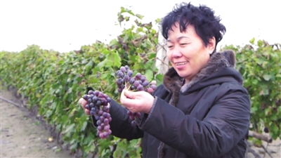 杨宝玲在调研葡萄种植情况。 资料图片