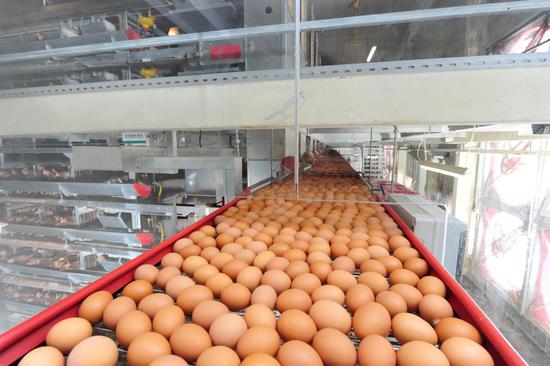 采用全自动家禽养殖设备和全自动控制系统管理生产过程。