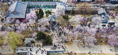 3月14日，正值双休日，天气晴好，前往天津市桃花园赏花、踏青的市民络绎不绝，满园盛开的桃花让人沉醉其中。 记者 吴迪 摄