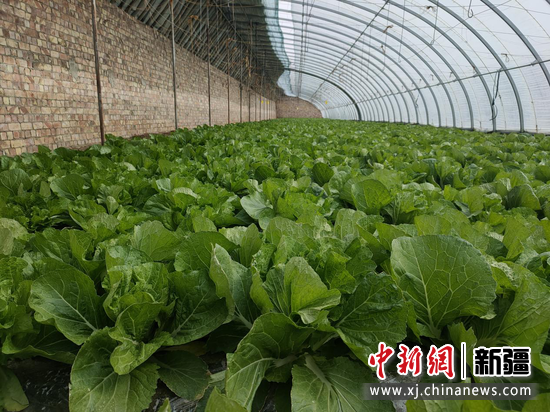 和静县和静镇大棚蔬菜种植户李万荣蔬菜大棚