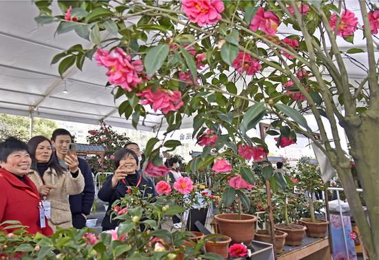 在金华婺城，朵朵山茶花变身“致富花”。 吴潮宏 摄