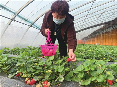 图为游客在采摘草莓。 高阳 摄
