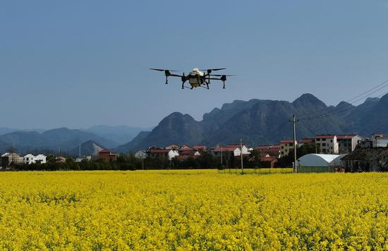一架无人机在油菜花田中进行植保作业。雷航挺（通讯员）摄