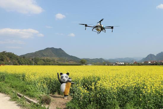 一架无人机在油菜花田上空喷洒农药。雷航挺（通讯员）摄