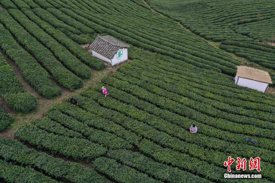 图为3月17日，航拍贵定县云雾镇的茶农在采摘春茶。 瞿宏伦 摄