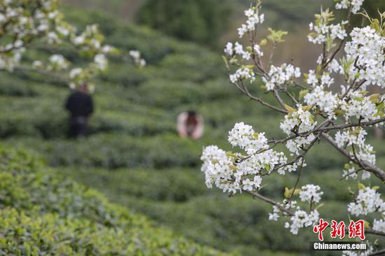 图为3月17日，贵定县云雾镇的茶农在采摘春茶。 瞿宏伦 摄