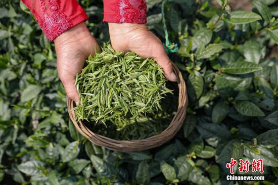 图为3月17日，贵定县云雾镇的茶农在展示采摘的春茶。 瞿宏伦 摄