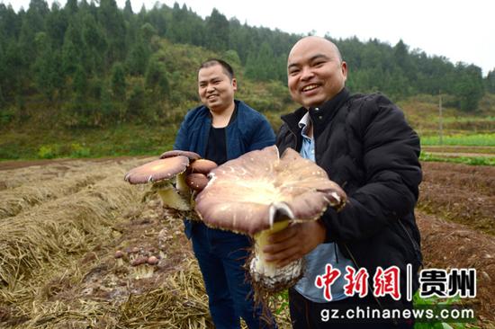 贵州文华食用菌种植农民专业合作社负责人向邦泽展示“菌王级”赤松茸