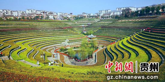 贵州省大方县奢香古镇春暖花开。图为游客在花海梯田里游玩赏景。