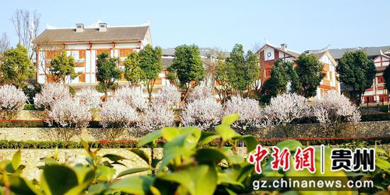 贵州省大方县奢香古镇春暖花开。图为樱花盛开下的古镇风光。