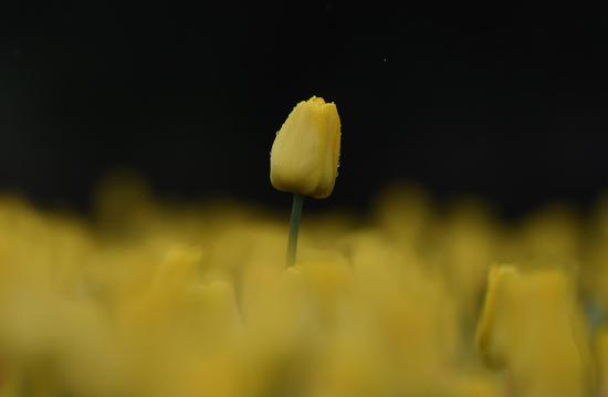 一支黄色的郁金香在花丛中挺立。  王刚 摄
