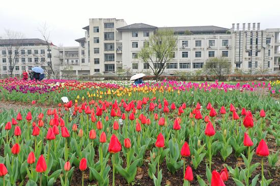浙江农林大学校园内红色的郁金香十分艳丽。  王刚 摄