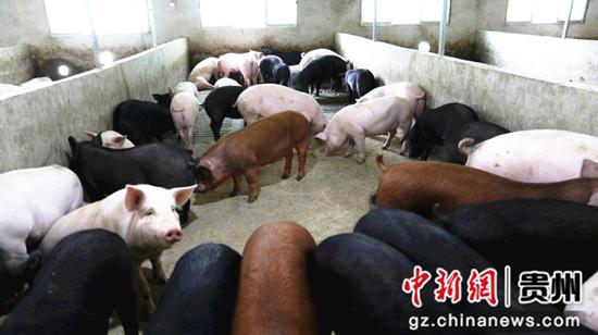 岑巩县平庄镇榜上村养殖大户刘琴刚的猪场
