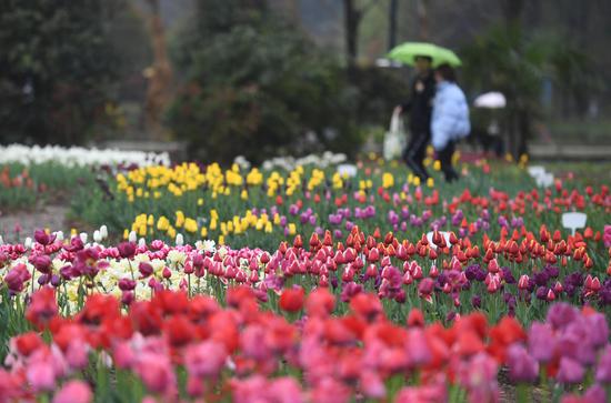 浙江农林大学校园内，五颜六色的郁金香吸引学生观赏。  王刚 摄