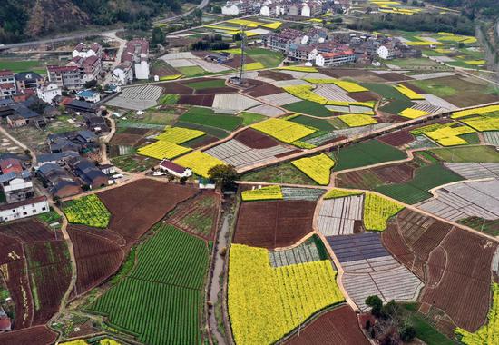 台州仙居一个村庄附近油菜花盛放，装点农田景观（航拍）。 萧云集（通讯员）摄