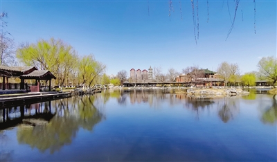 3月21日，天津市迎来晴朗天气，北宁公园内垂柳吐绿，波光潋滟，水天一色的美景迎来不少市民踏青赏景。记者 吴迪 摄