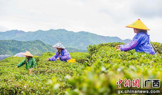 茶农们冒雨忙着抢摘“明前”鲜茶叶。何华文  摄