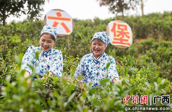 茶农们冒雨在忙着抢摘“明前”鲜茶叶。 何华文  摄