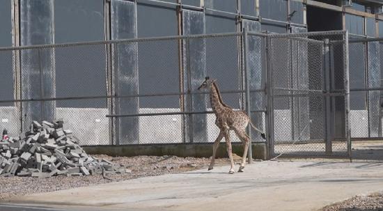 长颈鹿幼崽首次走出笼舍。丁亮 摄