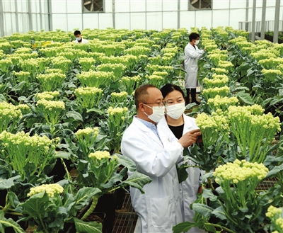 图为入驻王稳庄镇的某公司工作人员正在对花椰菜等10余个品种进行授粉。 通讯员 袁忠清 摄