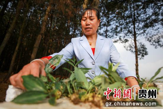 2020年3月19日，贵州省毕节市黔西县金碧镇新团村村民在整理中草药黄精苗。