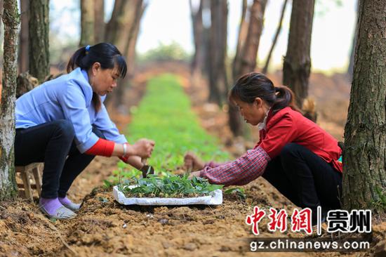 2020年3月19日，贵州省毕节市黔西县金碧镇新团村村民在林下种植中草药黄精。