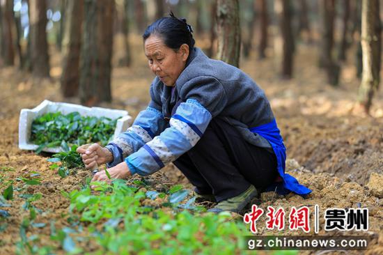 2020年3月19日，贵州省毕节市黔西县金碧镇新团村村民在林下种植中草药黄精。