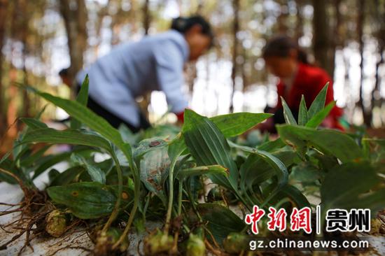 2020年3月19日，贵州省毕节市黔西县金碧镇新团村村民在整理中草药黄精苗。