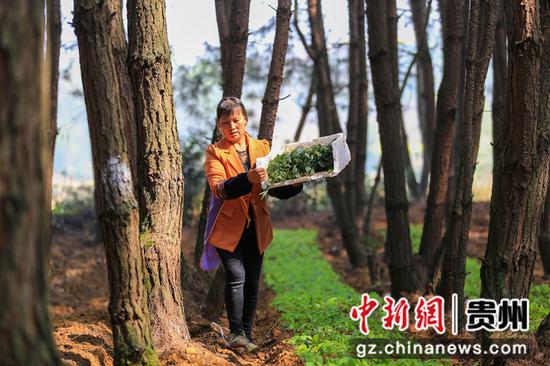 2020年3月19日，贵州省毕节市黔西县金碧镇新团村村民在搬运中草药黄精苗。