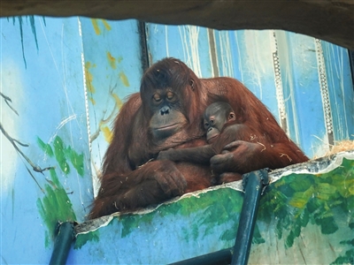 今年1月，我市动物园第一次引进的红毛猩猩──多多和大宝，第一次有了爱情的结晶──红毛猩猩宝宝。26日开始，天津动物园计划每日限时开放猩猩馆，让“猩宝宝”与广大市民游客见面。 记者 曲晴 赵建伟 通讯员 王媛  摄影报道