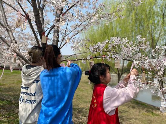 学生在樱花树上挂丝带或许愿卡。江杨烨 摄
