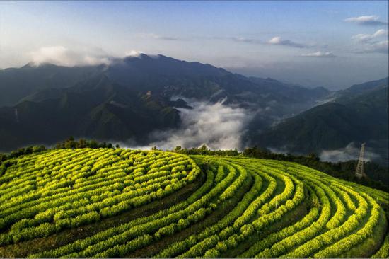缙云茶园（资料图）。周凡 摄