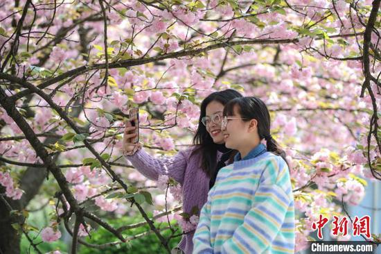 图为3月27日，贵州民族大学学生在盛开的樱花树下自拍。　瞿宏伦 摄